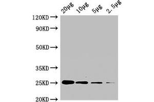 Western Blot Positive WB detected in: A549 whole cell lysate at 20 μg, 10 μg, 5 μg, 2. (CD9 antibody  (AA 112-195))