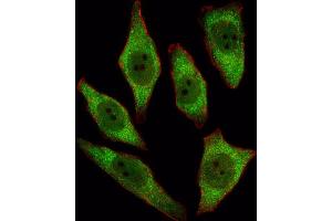 Immunofluorescence (IF) image for anti-Adenine Phosphoribosyltransferase (APRT) antibody (ABIN3001698) (APRT antibody)