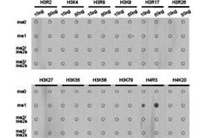 Dot-blot analysis of all sorts of methylation peptidesusing H4R3me1 antibody. (Histone 3 antibody  (meArg3))