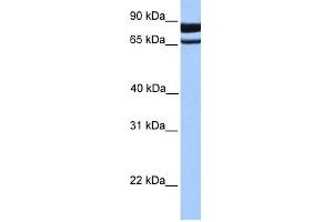 Image no. 1 for anti-phosphodiesterase 1C, Calmodulin-Dependent 70kDa (PDE1C) (N-Term) antibody (ABIN630963)