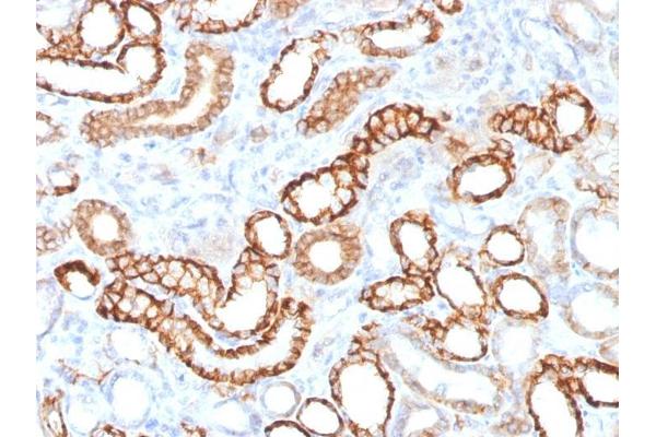 Recombinant Cadherin-16 antibody