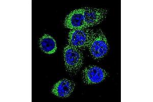 Confocal immunofluorescent analysis of CASP12 Antibody (Center) (ABIN655966 and ABIN2845350) with 293 cell followed by Alexa Fluor 488-conjugated goat anti-rabbit lgG (green). (Caspase 12 antibody  (AA 165-193))