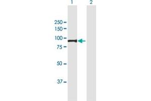 Western Blot analysis of PFKM expression in transfected 293T cell line by PFKM MaxPab polyclonal antibody. (PFKM antibody  (AA 1-780))