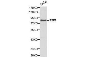 Western Blotting (WB) image for anti-E2F Transcription Factor 8 (E2F8) antibody (ABIN1872401) (E2F8 antibody)