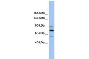 Image no. 1 for anti-Kinesin Family Member 23 (KIF23) (AA 539-588) antibody (ABIN6742419) (KIF23 antibody  (AA 539-588))