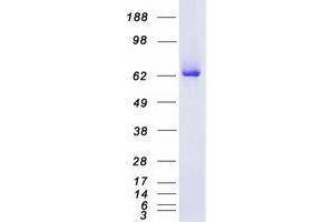 Validation with Western Blot (PKC delta Protein (Transcript Variant 2) (Myc-DYKDDDDK Tag))