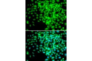 Immunofluorescence analysis of HeLa cells using POLR2F antibody. (POLR2F antibody)