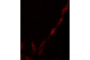 ABIN6275284 staining RAW264. (ME3 antibody  (C-Term))