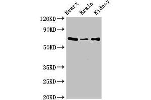 SLC6A13 antibody  (AA 1-40)