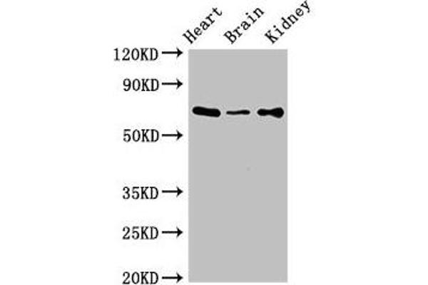 SLC6A13 Antikörper  (AA 1-40)