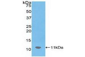 Western blot analysis of recombinant Mouse SDF1. (CXCL12 antibody  (AA 22-89))