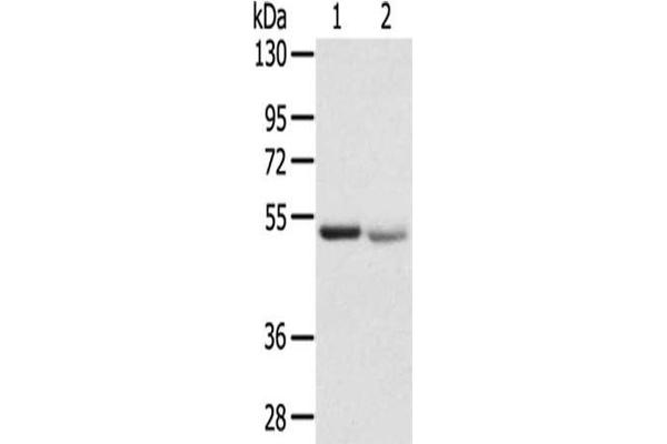 SLC24A6 antibody