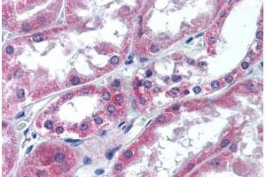 Human Kidney (formalin-fixed, paraffin-embedded) stained with ATG12 antibody ABIN305747 at 5 ug/ml followed by biotinylated goat anti-rabbit IgG secondary antibody ABIN481713, alkaline phosphatase-streptavidin and chromogen. (ATG12 antibody  (Internal Region))