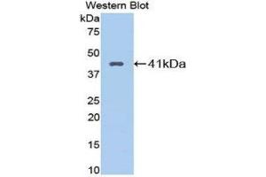 Western Blotting (WB) image for anti-Kininogen 1 (KNG1) (AA 22-379) antibody (ABIN3206959)