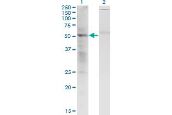 SS18 antibody  (AA 116-216)