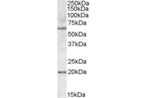 ABIN308469 (1µg/ml) staining of HEK293 lysate (35µg protein in RIPA buffer). (BAG4 antibody  (Internal Region))