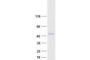 Validation with Western Blot