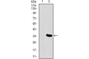 Western Blotting (WB) image for anti-Mesoderm Posterior 2 Homolog (Mesp2) (AA 37-94) antibody (ABIN1845976) (Mesp2 antibody  (AA 37-94))