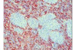 Image no. 1 for anti-Macrophages antibody (ABIN481657) (Macrophages antibody)