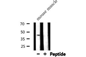 Western blot analysis of SERPINB5 expression in Mouse muscle lysate (SERPINB5 antibody  (Internal Region))
