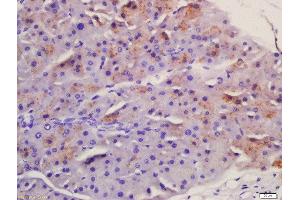 Formalin-fixed and paraffin embedded mouse pancreas labeled with Anti-Frizzled 5/8 Polyclonal Antibody, Unconjugated  at 1:200 followed by conjugation to the secondary antibody and DAB staining. (Frizzled5/8 antibody  (AA 51-150))
