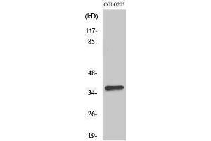 Western Blotting (WB) image for anti-Olfactory Receptor, Family 4, Subfamily A, Member 15 (OR4A15) (C-Term) antibody (ABIN3186083) (OR4A15 antibody  (C-Term))