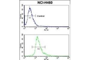 Flow cytometric analysis of NCI- cells using CXADR Antibody (Center) (bottom histogram) compared to a negative control cell (top histogram). (Coxsackie Adenovirus Receptor antibody  (AA 132-161))