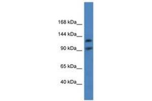 Image no. 1 for anti-Lon Peptidase 2, Peroxisomal (LONP2) (AA 570-619) antibody (ABIN6746869) (LONP2 antibody  (AA 570-619))
