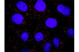 Proximity Ligation Analysis of protein-protein interactions between FLT1 and PTPN11. (PTPN11 antibody  (AA 1-460))