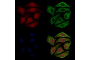ABIN7093880 and ABIN7097923 staining Hela cells by IF/ICC.