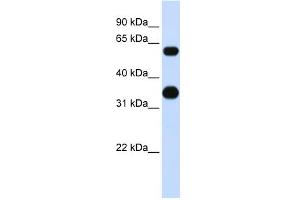 WB Suggested Anti-CEBPA Antibody Titration: 0. (CEBPA antibody  (Middle Region))