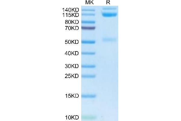 CD51/CD61 Protein (AA 31-992) (Fc Tag)