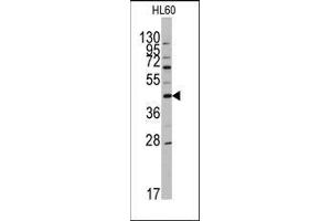 Western blot analysis of anti-APOA5 Antibody (N-term) in HL60 cell line lysates (35ug/lane). (APOA5 antibody  (N-Term))