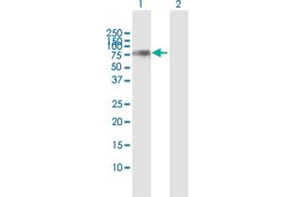 KLC2 antibody  (AA 1-622)