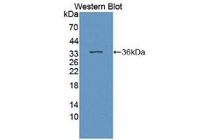 Figure. (Asialoglycoprotein Receptor 2 antibody  (AA 1-311))