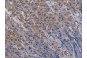 Immunohistochemistry (IHC) image for anti-Nuclear Receptor Subfamily 5, Group A, Member 2 (NR5A2) (AA 1-205) antibody (ABIN1869035)