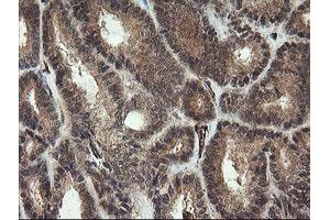 Image no. 2 for anti-Platelet/endothelial Cell Adhesion Molecule (PECAM1) antibody (ABIN1497247) (CD31 antibody)