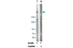 Western blot analysis of extracts from NIH/3T3 cells, treated with Insulin (0. (MTOR antibody  (Thr2446))