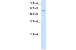WB Suggested Anti-NR1H2 Antibody Titration:  1. (NR1H2 antibody  (Middle Region))