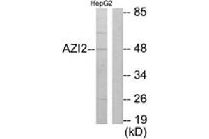 Western blot analysis of extracts from HepG2 cells, using AZI2 Antibody. (AZI2 antibody  (AA 10-59))