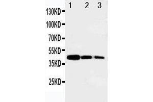Western Blotting (WB) image for anti-V-Myb Myeloblastosis Viral Oncogene Homolog (Avian)-Like 2 (MYBL2) (AA 1-17), (N-Term) antibody (ABIN3044010)