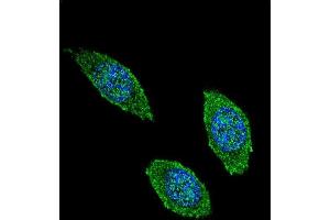 Confocal immunofluorescent analysis of CSF2 Antibody (Center) (ABIN654647 and ABIN2844343) with 293 cell followed by Alexa Fluor 488-conjugated goat anti-rabbit lgG (green). (GM-CSF antibody  (AA 59-85))