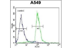 C12orf48 Antibody (C-term) (ABIN654041 and ABIN2843950) flow cytometric analysis of A549 cells (right histogram) compared to a negative control cell (left histogram). (PARPBP antibody  (C-Term))