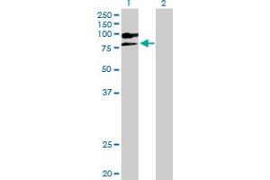 Western Blot analysis of VCAM1 expression in transfected 293T cell line by VCAM1 MaxPab polyclonal antibody. (VCAM1 antibody  (AA 1-739))