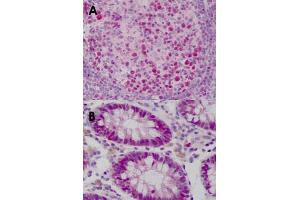 Immunohistochemical staining (Formalin-fixed paraffin-embedded sections) of human tonsil (A) and human colon (B) with WDHD1 monoclonal antibody, clone 20G10  at 15 ug/mL working concentration. (WDHD1 antibody  (C-Term))
