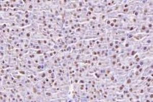 Immunohistochemistry analysis of paraffin-embedded mouse pancreas using,NUBP2 (ABIN7074922) at dilution of 1: 600 (NUBP2 antibody)