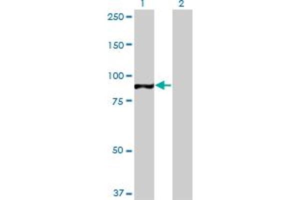 TAF1C antibody  (AA 761-869)