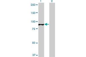 Western Blot analysis of TAF1C expression in transfected 293T cell line by TAF1C monoclonal antibody (M02), clone 3E6.