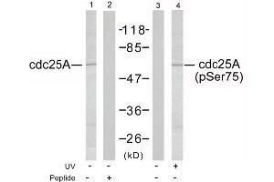 Image no. 1 for anti-Cell Division Cycle 25 Homolog A (S. Pombe) (CDC25A) (Ser75) antibody (ABIN197370) (CDC25A antibody  (Ser75))