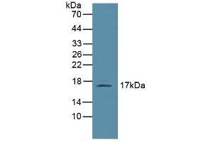 Leptin antibody  (AA 22-167)